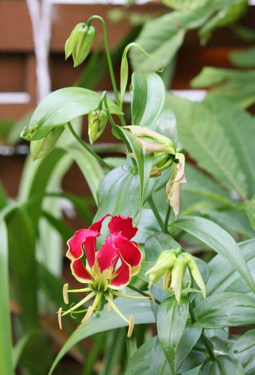 Gloriosa Lily - Gloriosa superba