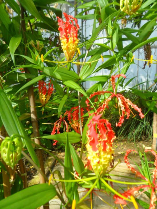 Gloriosa Lily - Gloriosa superba
