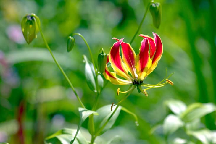 Gloriosa Lily - Gloriosa superba