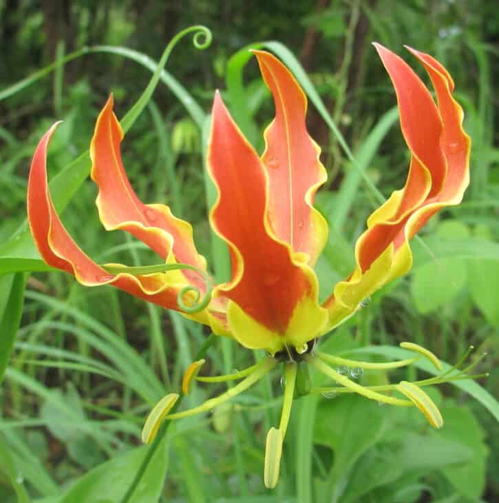 Gloriosa Lily - Gloriosa superba