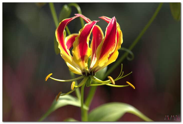 Gloriosa Lily - Gloriosa superba