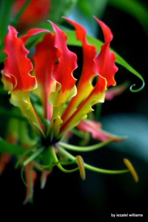 Gloriosa Lily - Gloriosa superba