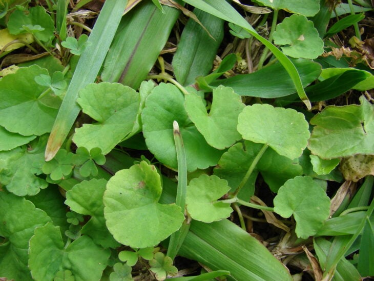 Gotu Kola - Centella asiatica