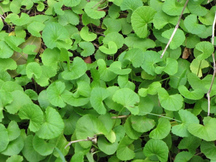 Gotu Kola - Centella asiatica