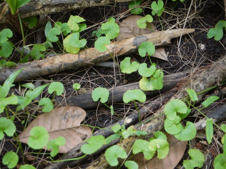 Gotu Kola - Centella asiatica