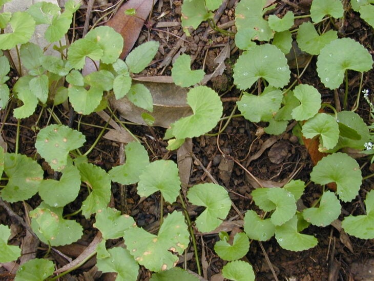 Gotu Kola - Centella asiatica