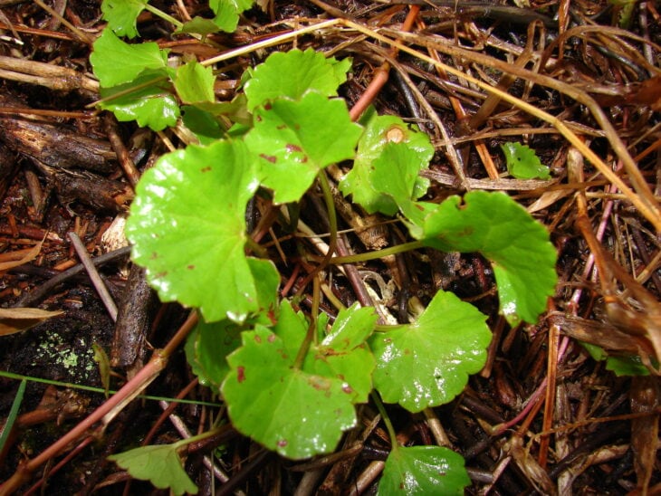 Gotu Kola - Centella asiatica