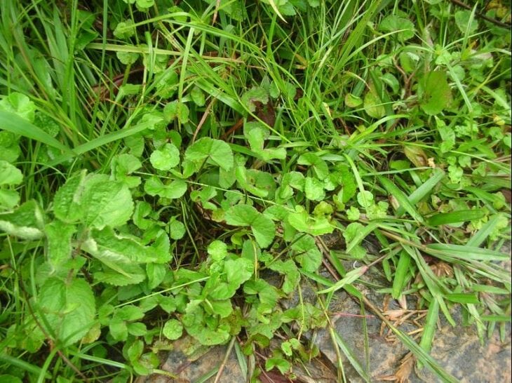 Gotu Kola - Centella asiatica