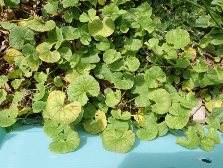 Gotu Kola - Centella asiatica