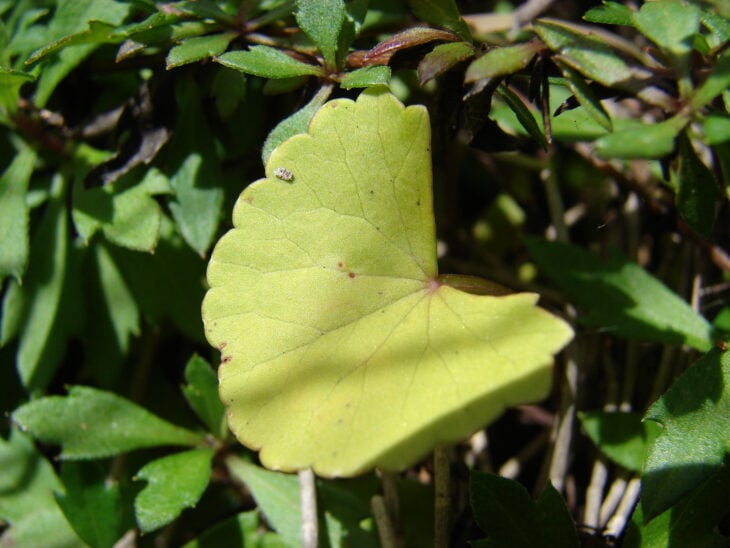 Gotu Kola - Centella asiatica
