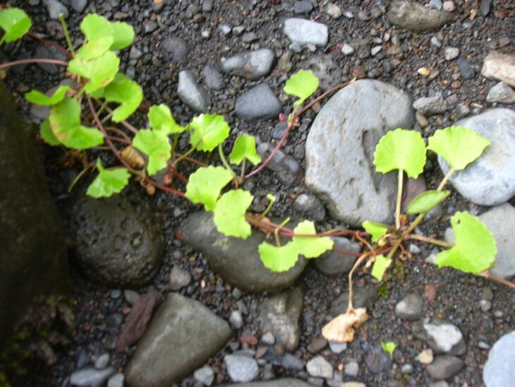 Gotu Kola - Centella asiatica