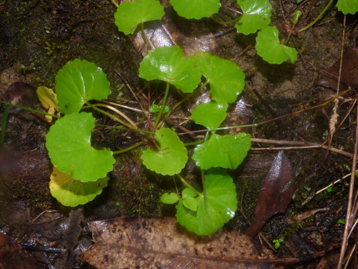 Gotu Kola - Centella asiatica