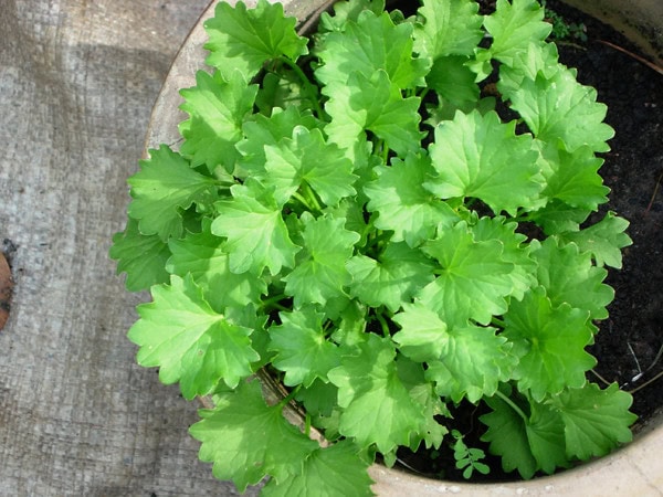 Gotu Kola - Centella asiatica