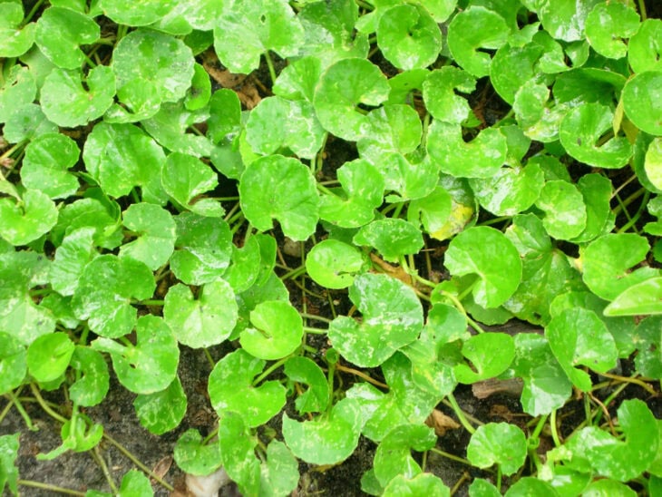 Gotu Kola - Centella asiatica