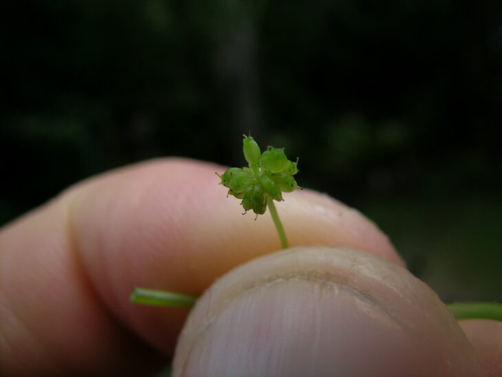 Gotu Kola - Centella asiatica