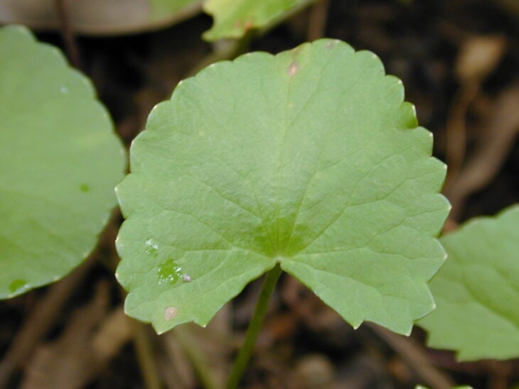 Gotu Kola - Centella asiatica