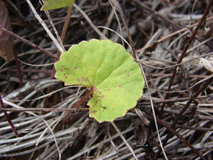 Gotu Kola - Centella asiatica