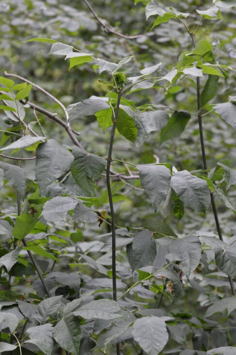 Green Ash - Fraxinus pennsylvanica