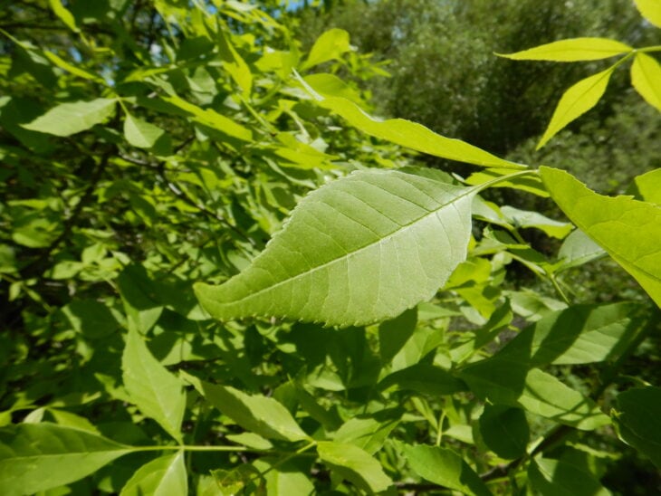 Green Ash - Fraxinus pennsylvanica