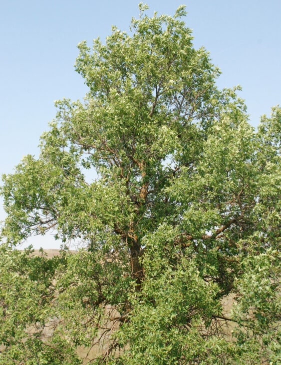 Green Ash - Fraxinus pennsylvanica