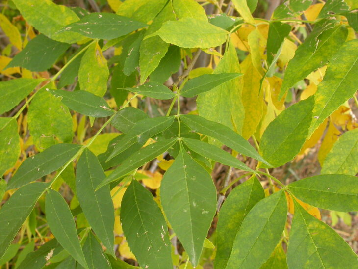 Green Ash - Fraxinus pennsylvanica