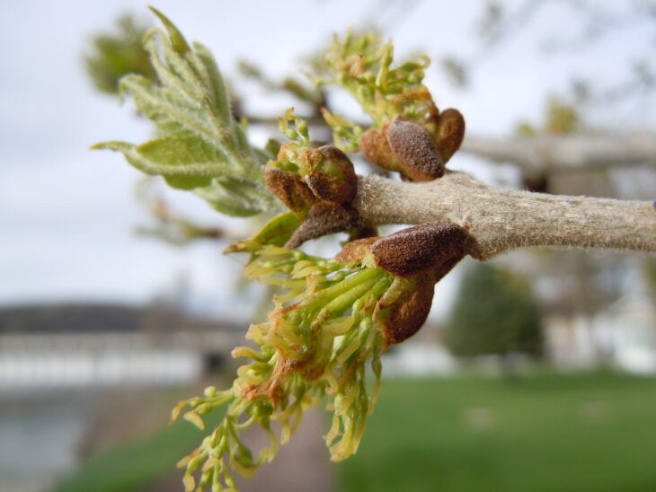 Green Ash - Fraxinus pennsylvanica
