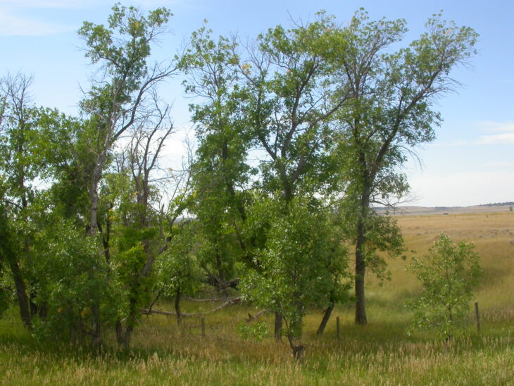 Green Ash - Fraxinus pennsylvanica