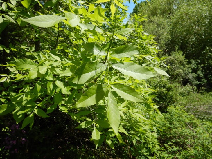 Green Ash - Fraxinus pennsylvanica