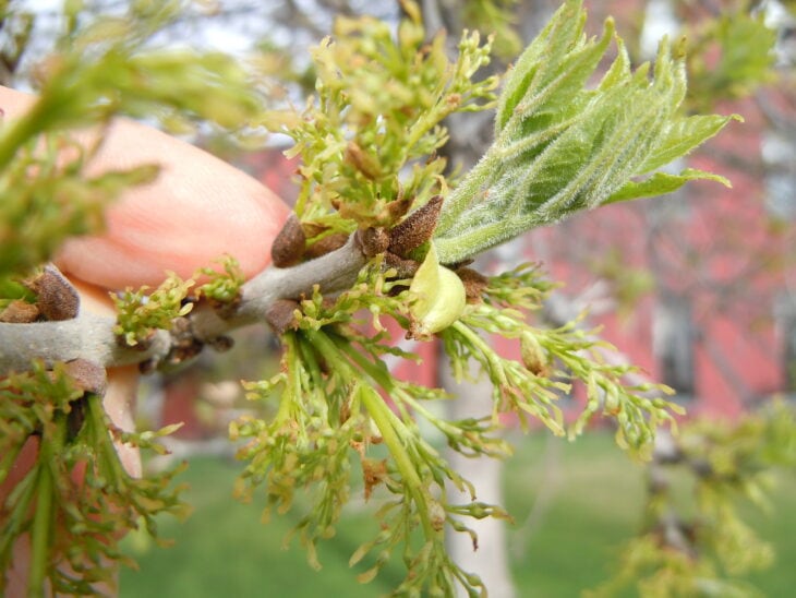 Green Ash - Fraxinus pennsylvanica