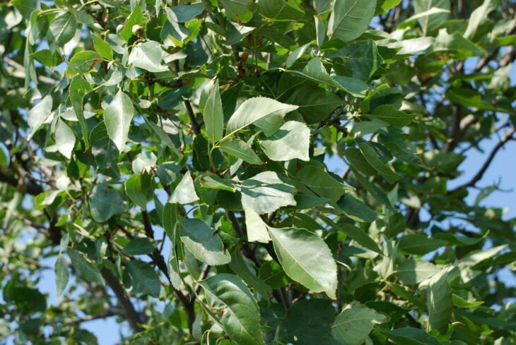 Green Ash - Fraxinus pennsylvanica