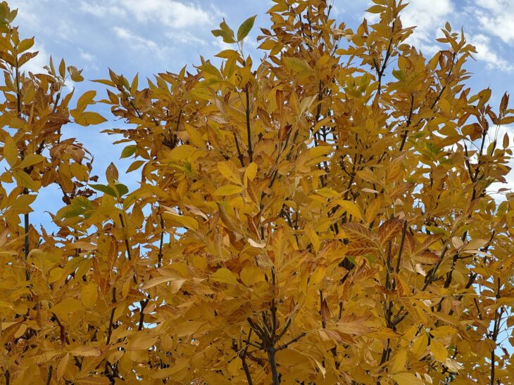 Green Ash - Fraxinus pennsylvanica