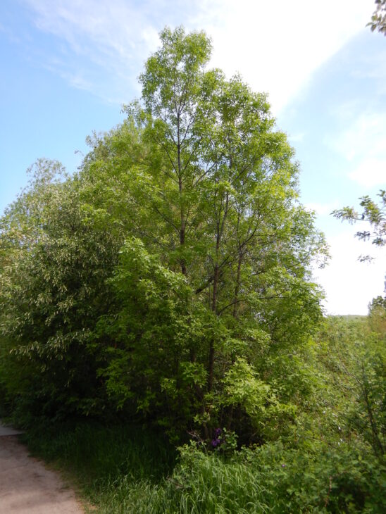 Green Ash - Fraxinus pennsylvanica