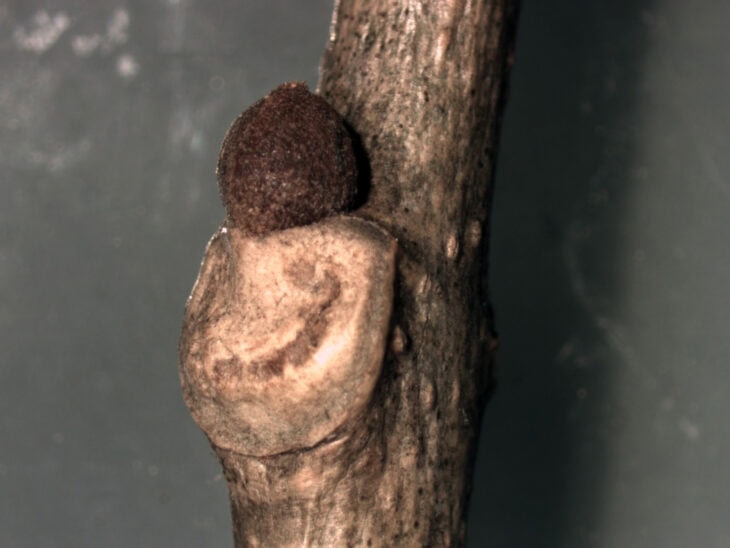Green Ash - Fraxinus pennsylvanica