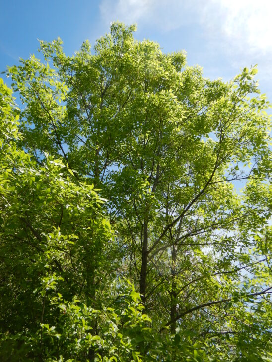 Green Ash - Fraxinus pennsylvanica