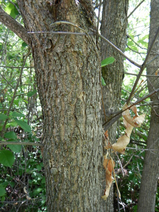 Green Ash - Fraxinus pennsylvanica
