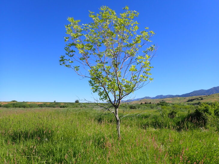 Green Ash - Fraxinus pennsylvanica
