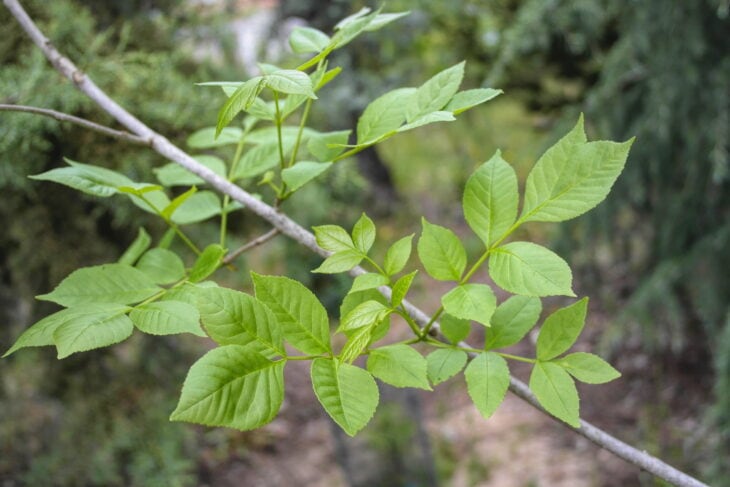 Green Ash - Fraxinus pennsylvanica