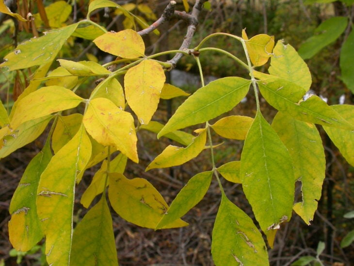 Green Ash - Fraxinus pennsylvanica