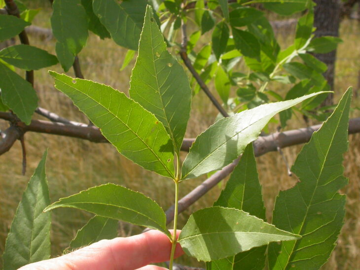 Green Ash - Fraxinus pennsylvanica