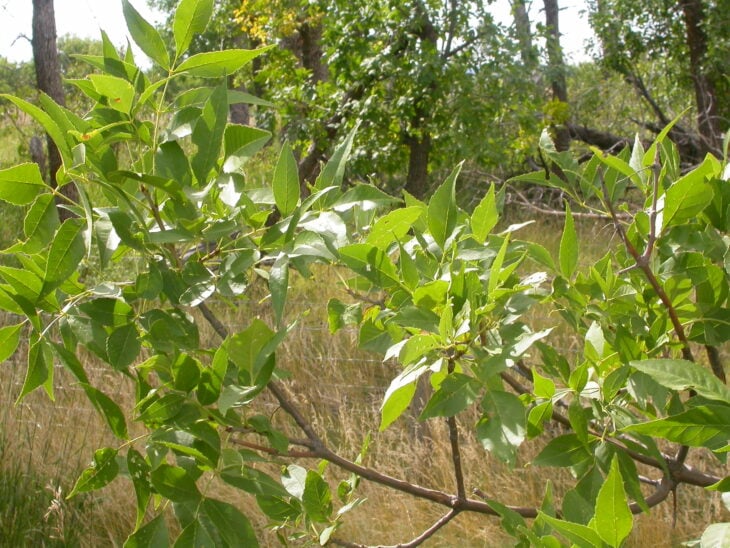 Green Ash - Fraxinus pennsylvanica