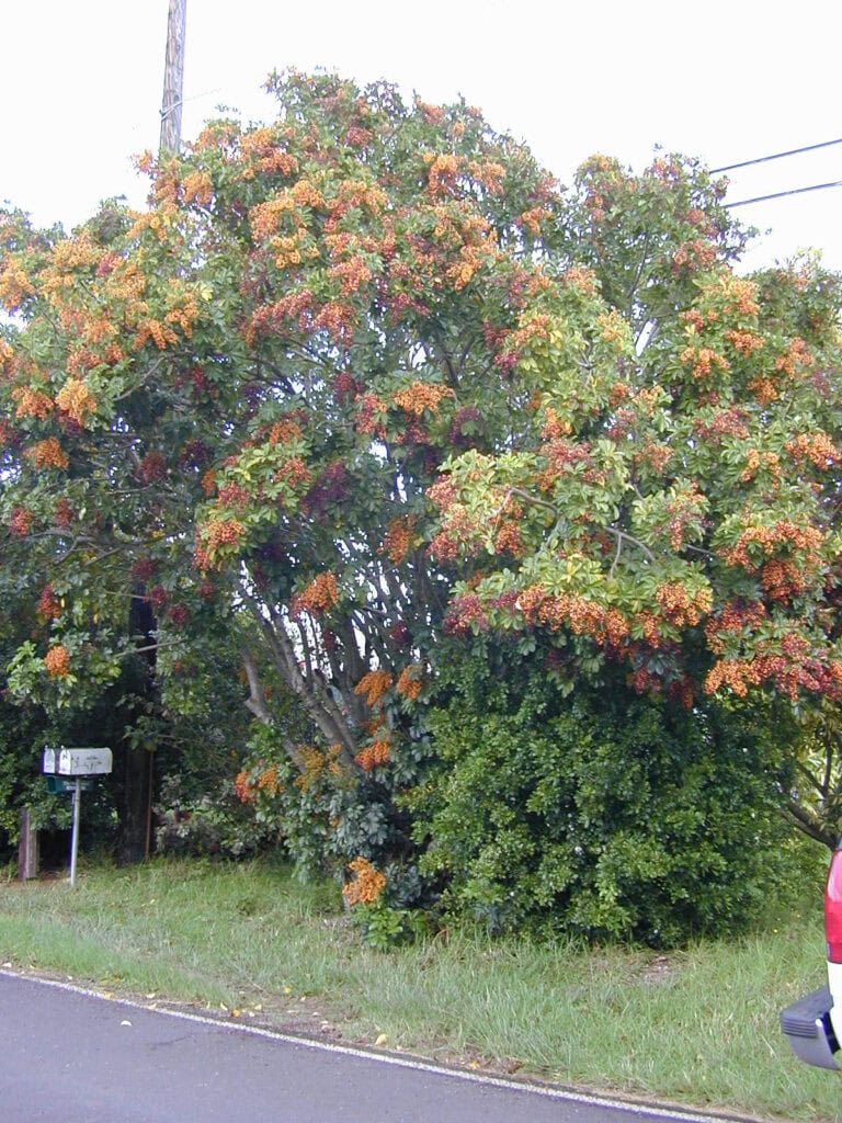 Hawaiian Umbrella - Schefflera arboricola