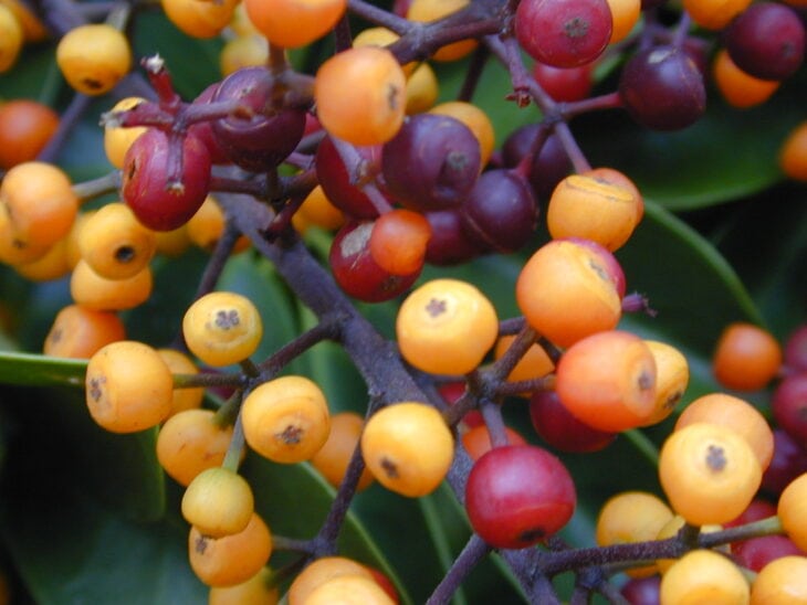 Hawaiian Umbrella - Schefflera arboricola