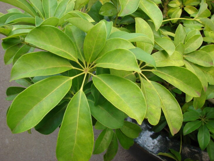 Hawaiian Umbrella - Schefflera arboricola
