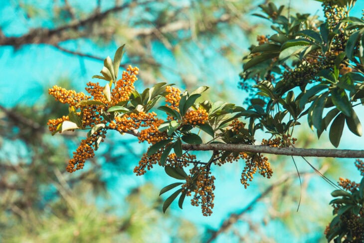 Hawaiian Umbrella - Schefflera arboricola
