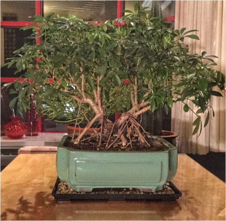 Hawaiian Umbrella - Schefflera arboricola