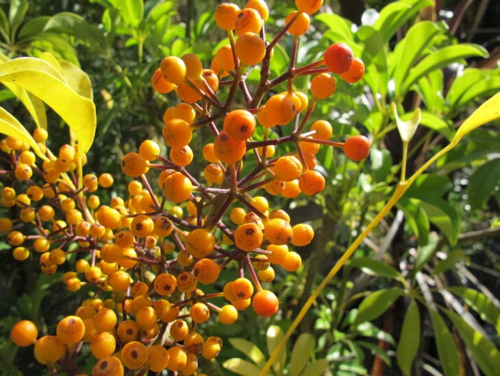 Hawaiian Umbrella - Schefflera arboricola