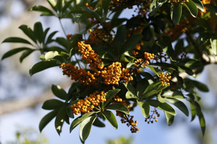 Hawaiian Umbrella - Schefflera arboricola