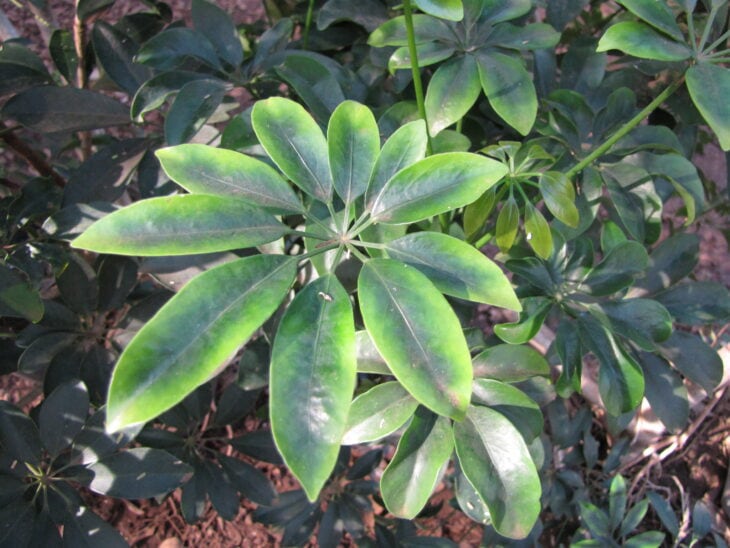 Hawaiian Umbrella - Schefflera arboricola