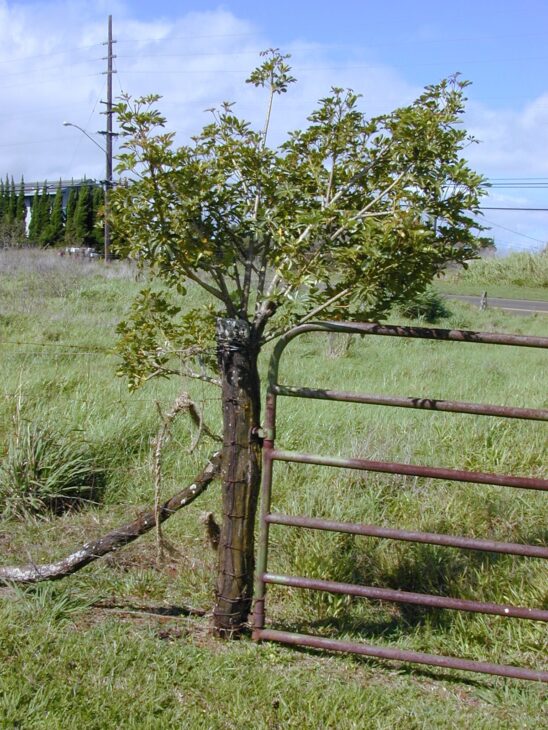 Hawaiian Umbrella - Schefflera arboricola