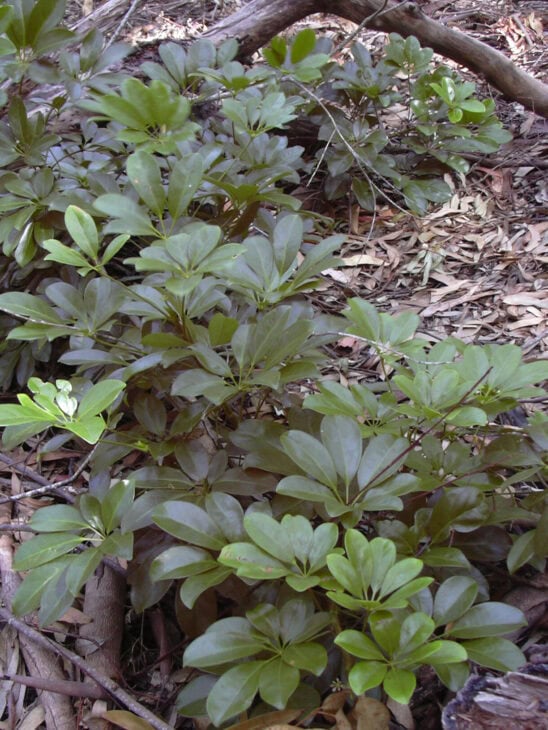Hawaiian Umbrella - Schefflera arboricola